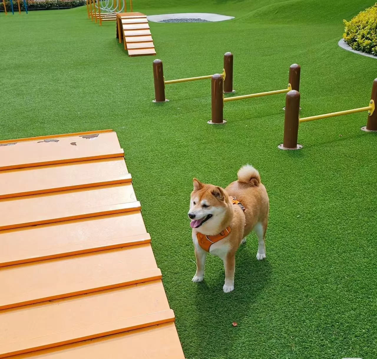 Carpet Grass